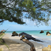 935-tropical_island_beach_card