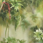 Bitter_melon_16x20_card