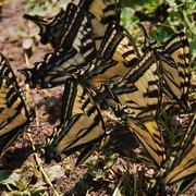 Butterfly_regatta_card