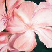 Pink_oleander_card