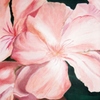 Pink_oleander_thumb
