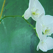 Kamera_060_card
