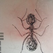 Camponotus_herculeanus_card