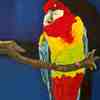 Rainbow_parrot_closeupbubbub_thumb