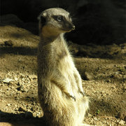 Wapmeerkat0007_card
