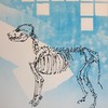 Canis_lupus_familiaris_thumb
