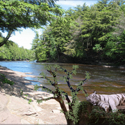 940-downriver_snooze_card