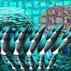 Nbm_5-f6--_az2_thumb