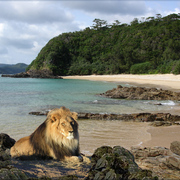 942-jungle_beach_card