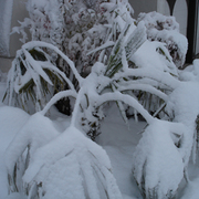 Bending_palm_fronds-2008_card