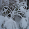 Bending_palm_fronds-2008_thumb