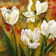 White_tulips_card