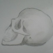 Observationaldrawingskull_card