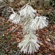Little_frosted_tree_card