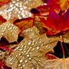 Leafs_thumb