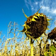 Sunflowers2_card
