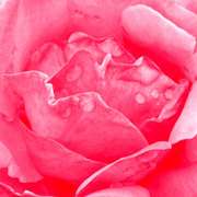 Bed-of-roses_card