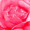 Bed-of-roses_thumb