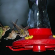 Hummingbird_traffic_card