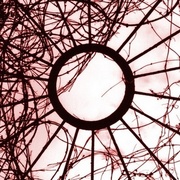 Trapped_card