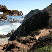 943-pacific_highway_drama_card