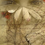 Metamorphosis_card