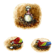 Macaw_card