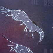 Dancing_planktons_card