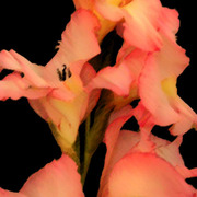 Kamera_103_card