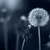 Eve04_tiny_square