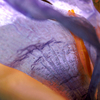 Gentle_breeze_thumb