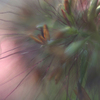 Softness_thumb