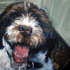Spaniel_005_thumb