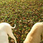 Dogs_card