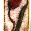 Handmade_paper___watercolour_tulip_design_2__emo_r_thumb