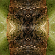 Abstraction__the_leaf_of_the_cabbage__card