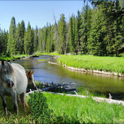 949-wild_river_horses_card