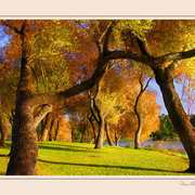 Dancing_trees_card