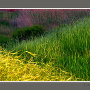 Light_on_foliage_card