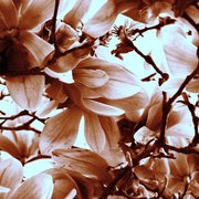 Magnolia_card