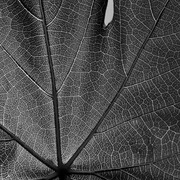 Grape_leaf___card