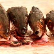 Symphonie-sardine_card