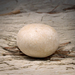 Stonegg_square