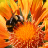 Artbreak_bee_thumb