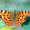 Artbreak_butterfly_1_thumb