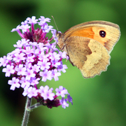 Artbreak_butterfly_2_card