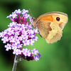 Artbreak_butterfly_2_thumb