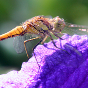 Artbreak_dragonfly_card