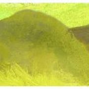 Pears_alexandr_alexandrow_little_lab_card