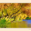 Inclining_trees_and_lake_thumb